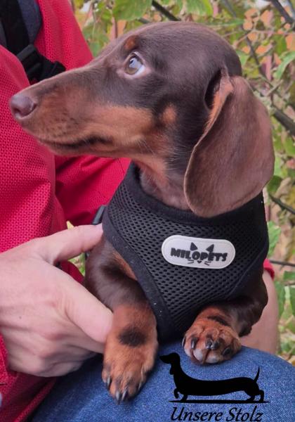 Такса кроличья- шоколадный щенок — фото 4